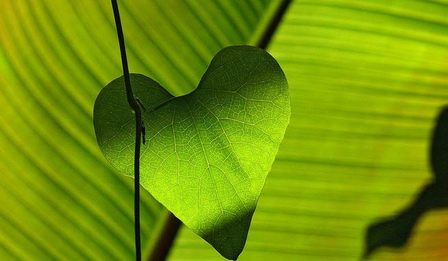 heart
