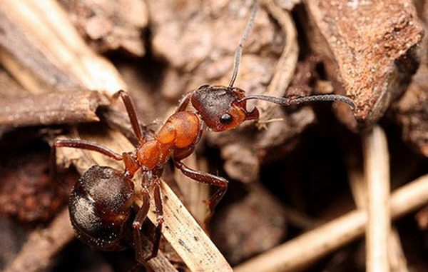 Formica paralugubris Formica paralugubris