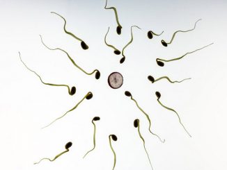 sperm