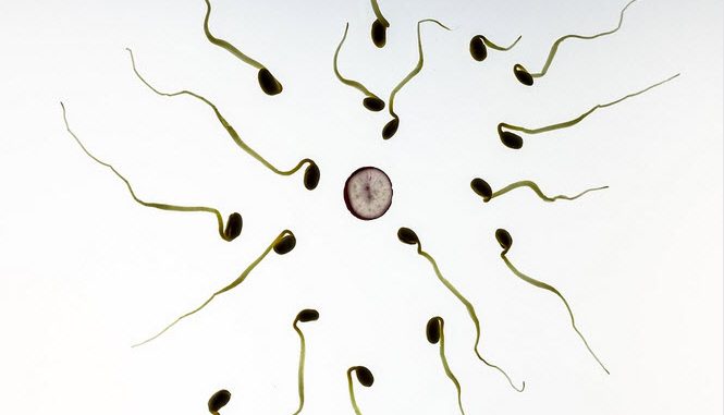 sperm