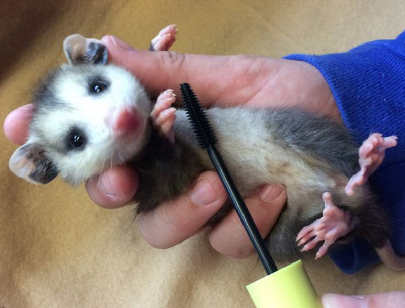 cleaning opposum