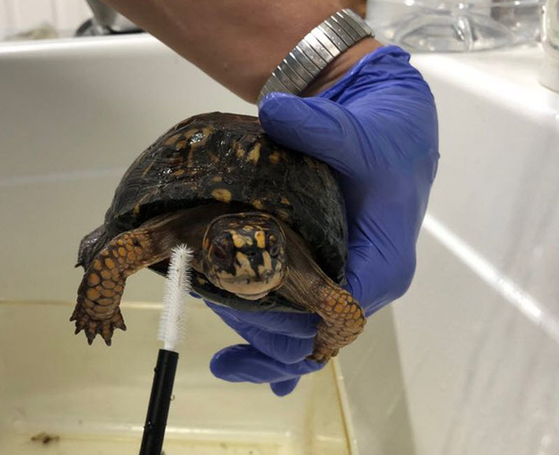 eastern box turtle being cleaned