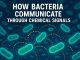 How Bacteria Communicate Through Chemical Signals