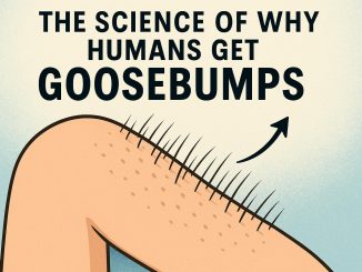 The Science of Why Humans Get Goosebumps