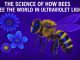 The Science of How Bees See the World in Ultraviolet Light