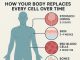 How Your Body Replaces Every Cell Over Time