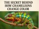 The Secret Behind How Chameleons Change Color