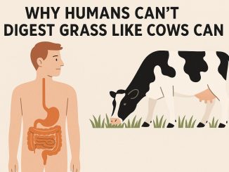Why Humans Can’t Digest Grass Like Cows Can