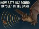 How Bats Use Sound to “See” in the Dark