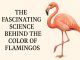 The Fascinating Science Behind the Color of Flamingos